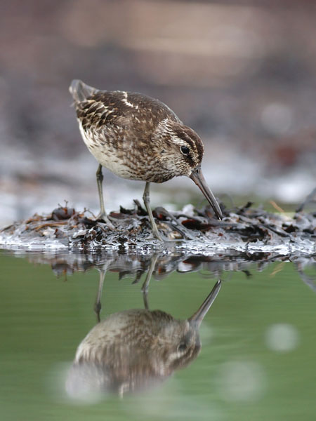 Jänkäsirriäinen, Broad-billed Sandpiper, Calidris falcinellus